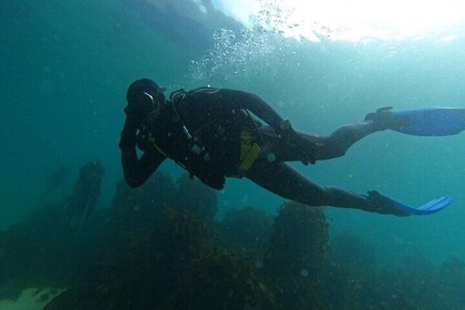 Experiencia de buceo principiante en Simonstown.