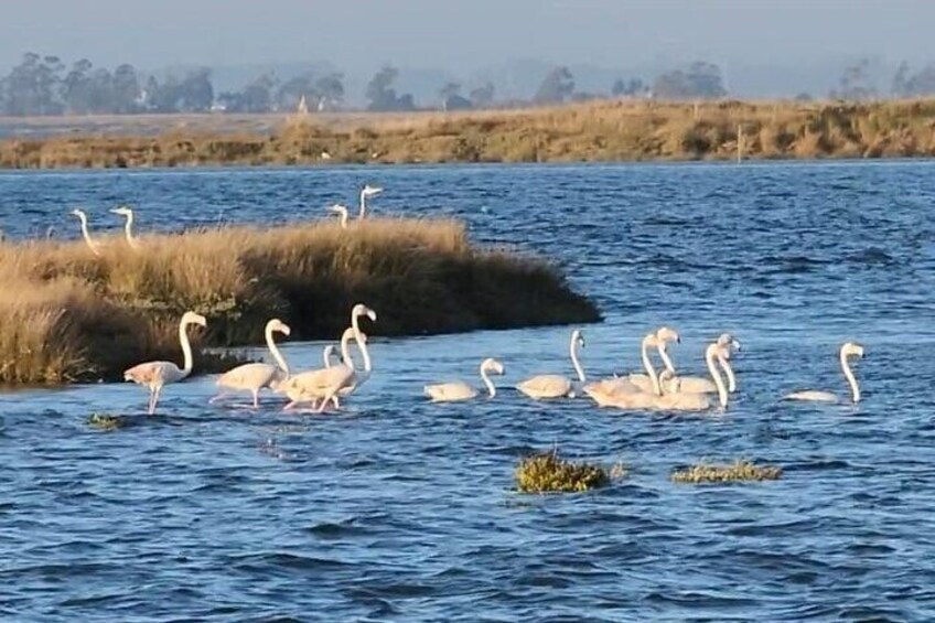 Flamingos by the salt pans