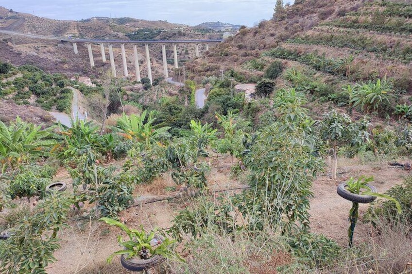 Private Guided Visit to the only Coffee Farm in Europe