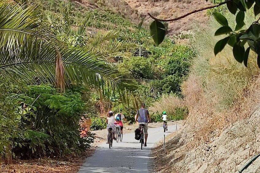 Private Guided Visit to the only Coffee Farm in Europe