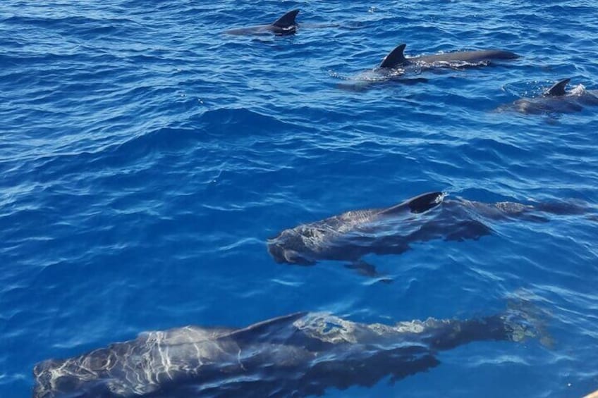 Tenerife Whale Watching and Snorkeling Yacht Trip