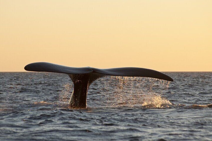 Full Day Peninsula Valdes - optional Whales Watching Navigation 