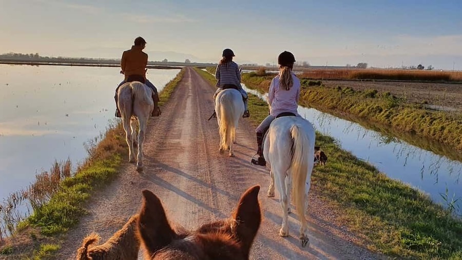 Ebro Delta National Park: Guided Horseback Riding Tour
