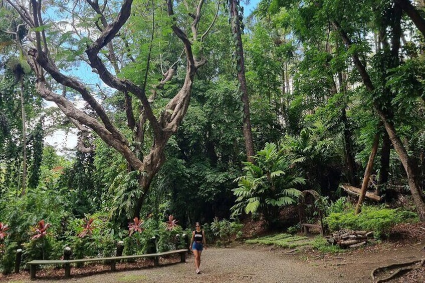 Sleeping Giants Garden forest area (Photo Permitted to be uploaded)