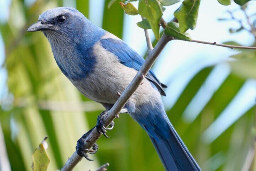 Our state's endemic bird species, the Florida Scrub-Jay