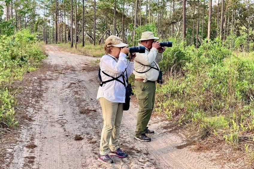 Birders photographing the Red-cockaded Woodpecker in the pine forest
