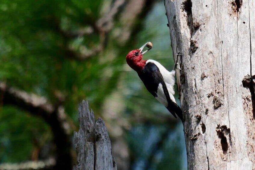 Red-headed Woodpecker caching acorns