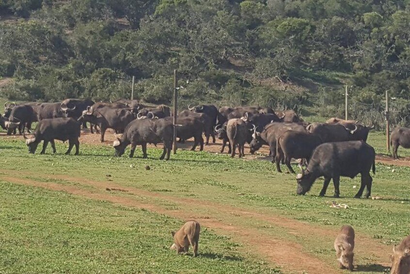 Herd of buffalo addo elephant national park 