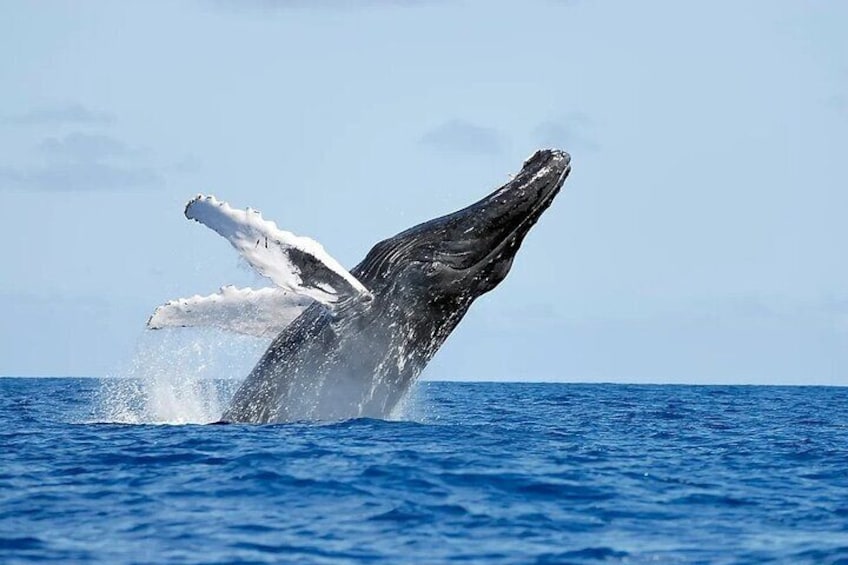 humpback whales
