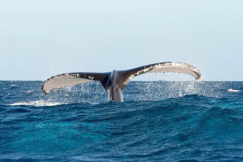 whale tail