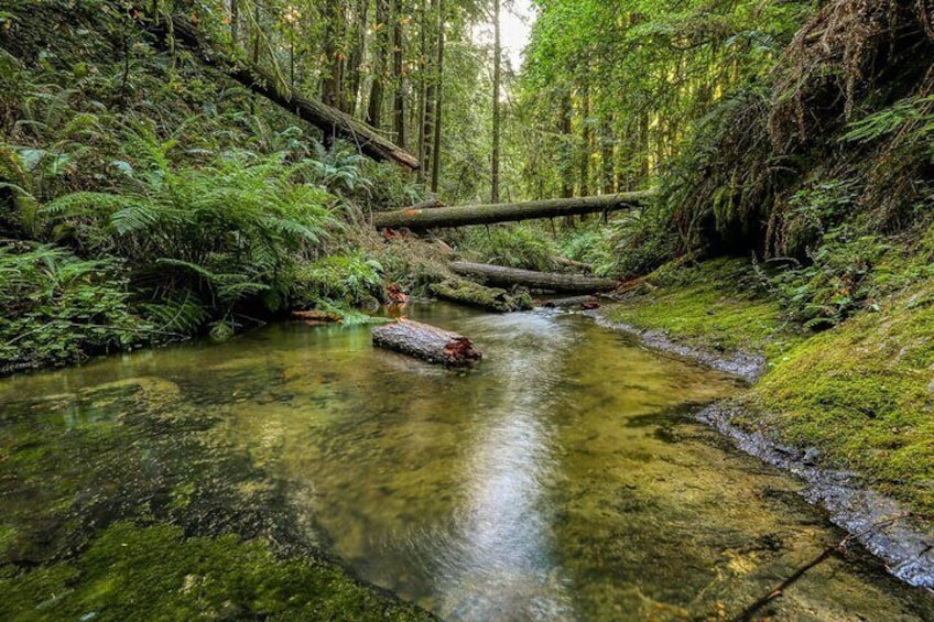Redwoods with River 