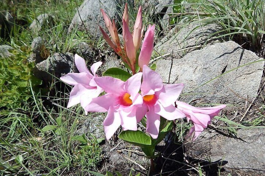 local flora