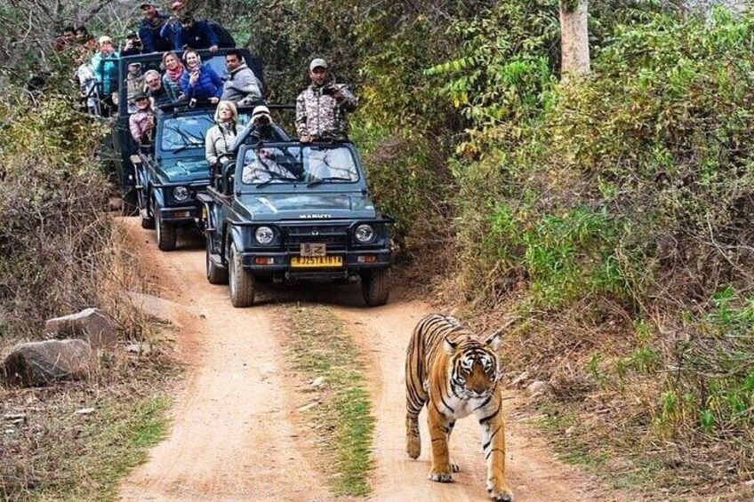 Ranthambore National Park