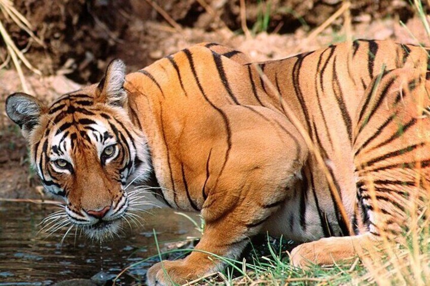 Ranthambore National Park