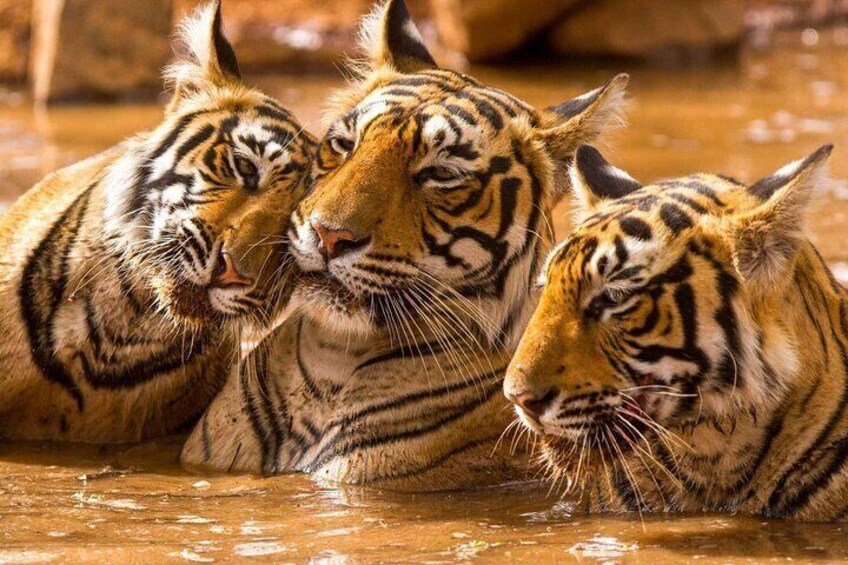 Ranthambore National Park