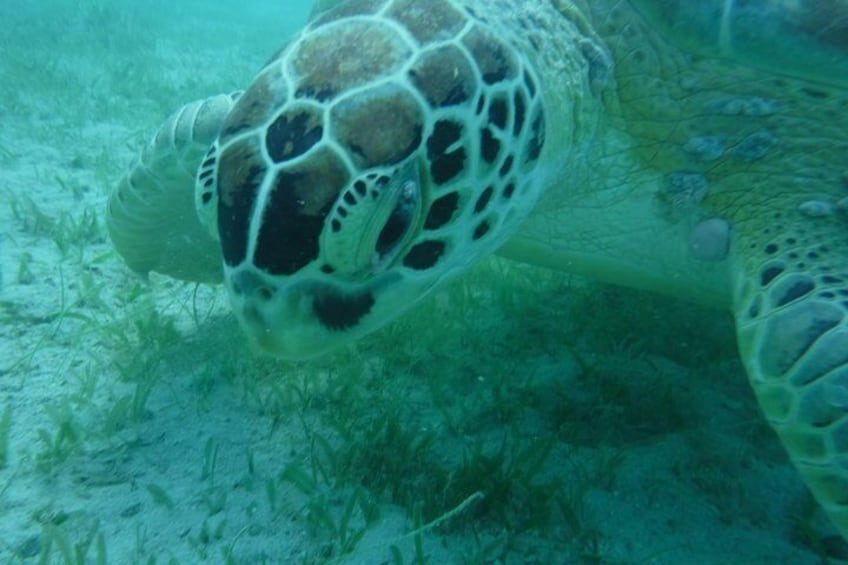 Private Day Sail & Snorkel with Virgin Islands Day Sailing, 6 guest max