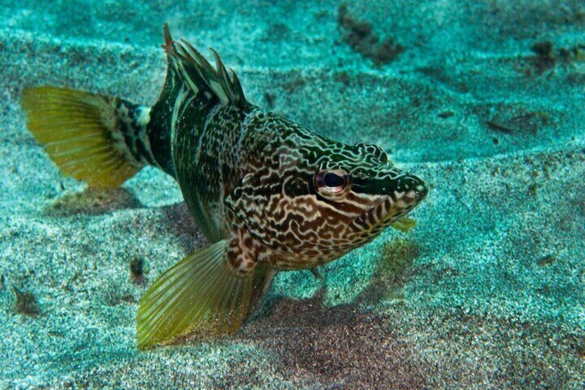 Guided Snorkel Experience