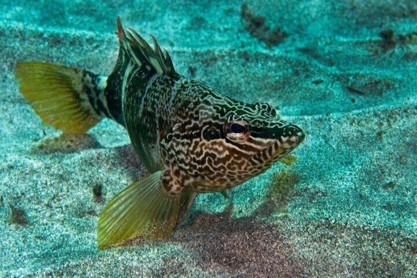 Guided Snorkel Experience