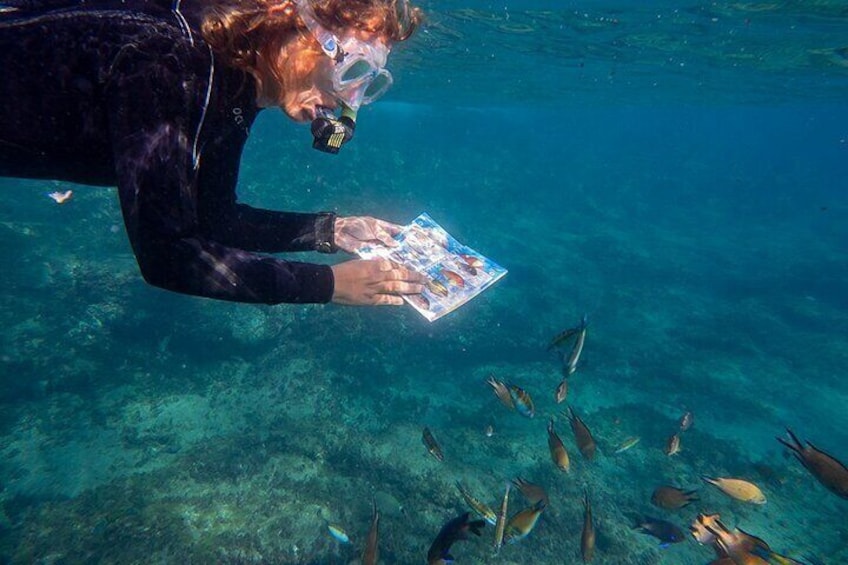 Identify fish with our waterproof books