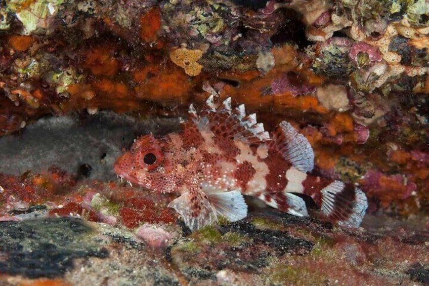 Guided Snorkel Experience