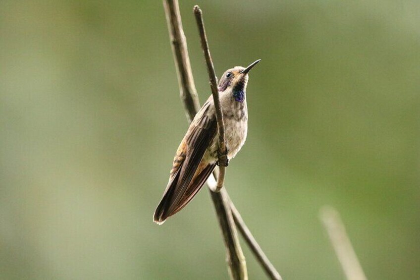 Avistamiento de Aves en Cali