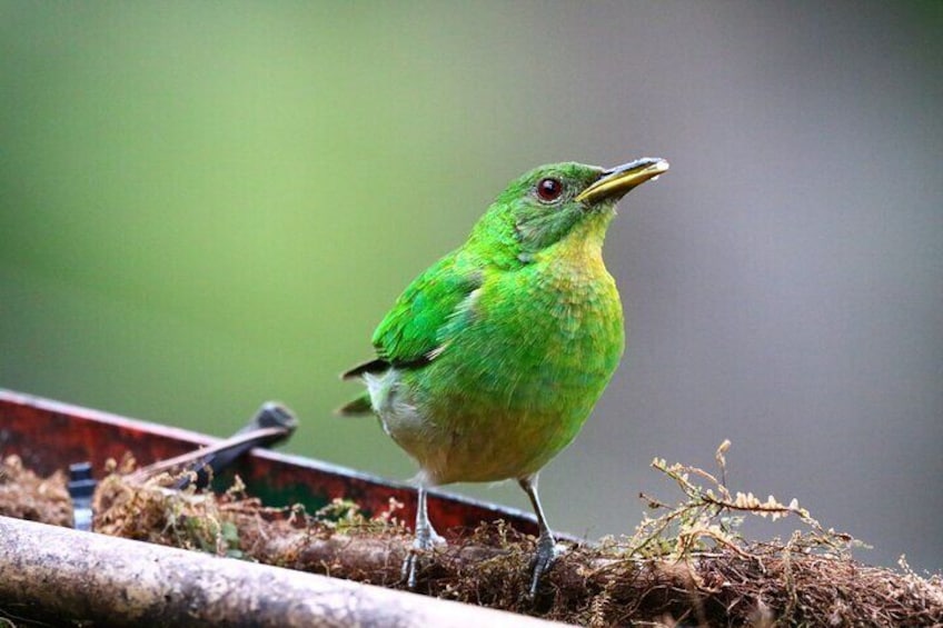 Avistamiento de Aves Colombia