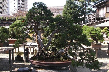 Bonsai and Washi Museum visit in Tokyo