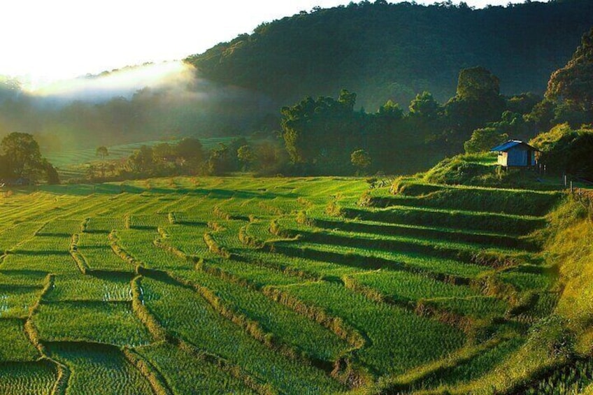 Mae Klang Luang Terrace Rice Field