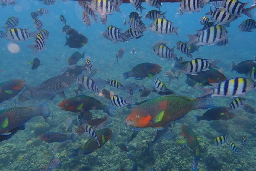 Amazing Anilao Snorkel Safari (with transfers from Manila) updated 2022