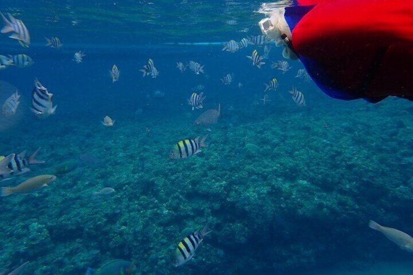 Amazing Anilao Snorkel Safari (with transfers from Manila) updated 2022