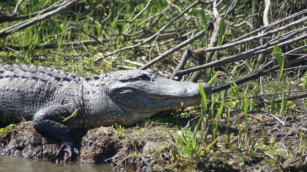 Alligator hauled out on creek side in New Orleans