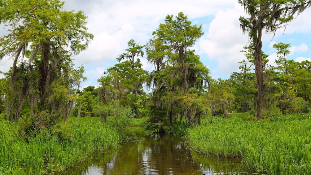 Guided Louisiana Swamp Tour