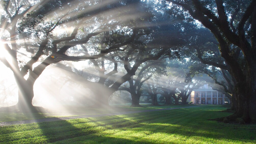 Morning sun shining through trees on estate grounds with fog in Oak Alley, New Orleans.