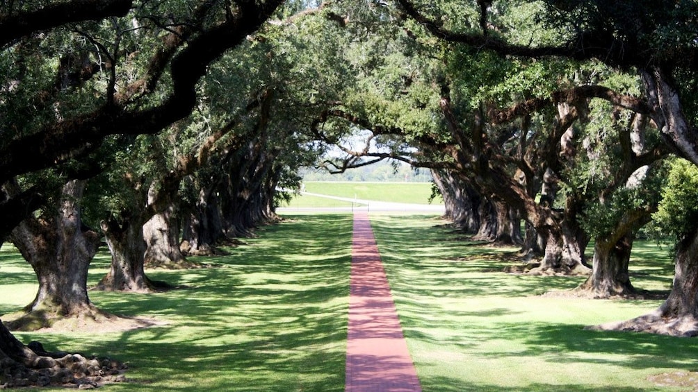 Estate grounds with red brick walkway to road and large trees flanking either side in Oak Alley, New Orleans.
