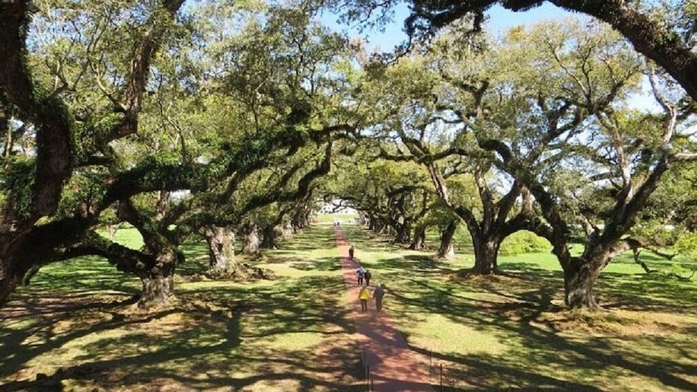 Oak Alley Plantation Tour