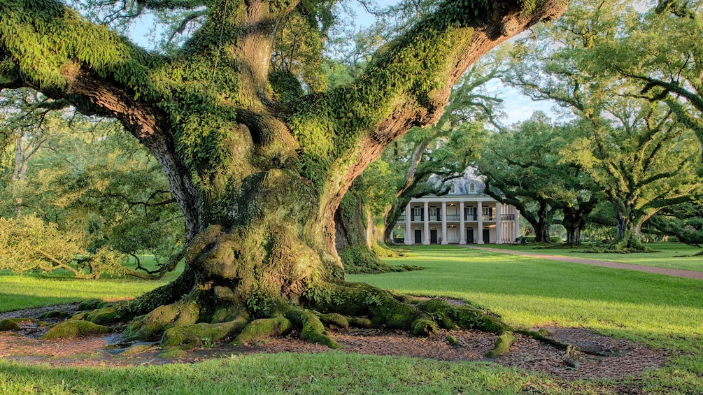 Show item 3 of 9. Large moss covered tree on estate in Oak Alley, New Orleans.