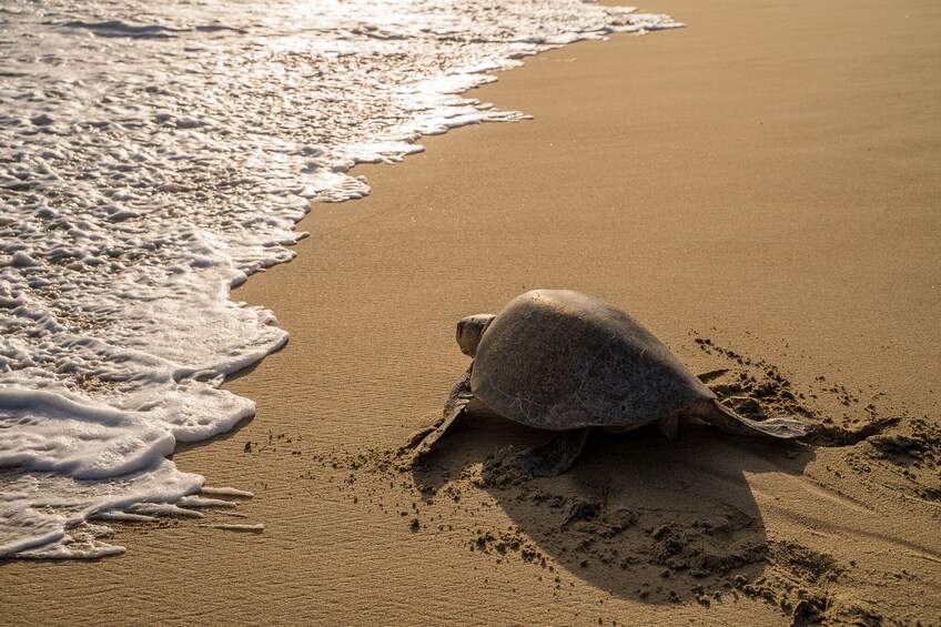 Turtle Release and Bioluminescent Plankton from Puerto Escondido