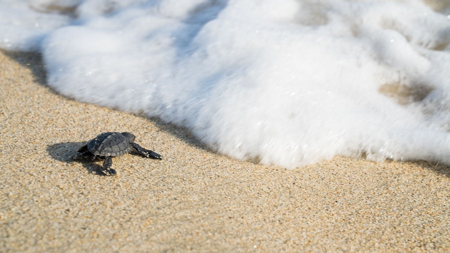 Turtle Release and Bioluminescent Plankton from Puerto Escondido