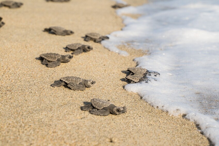 Turtle Release and Bioluminescent Plankton from Puerto Escondido