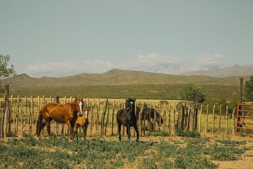 Full Day Horseback Riding at the Foot of the Andes.