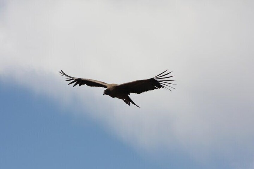 Andean condor