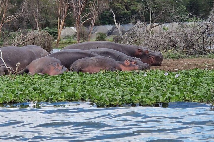 Day Tour To Hell's Gate National Park and Optional Boat Ride on Lake Naivasha.