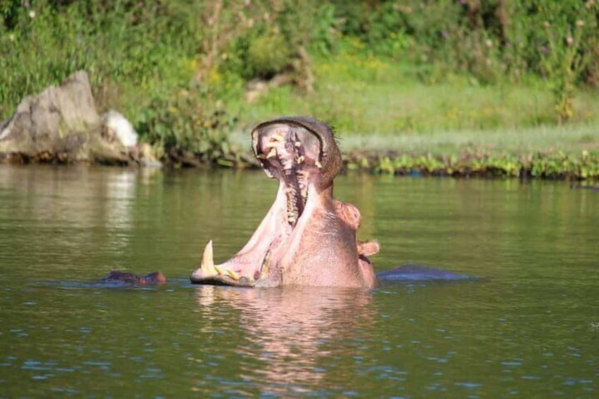 Day Tour To Hell's Gate National Park and Optional Boat Ride on Lake Naivasha.