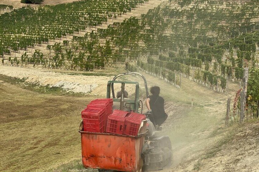 Harvest Day