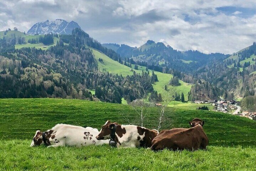 Cows of Gruyére
