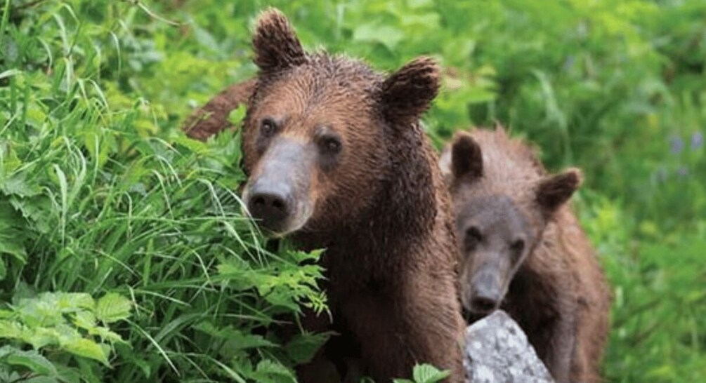 Picture 3 for Activity Sitka: Totem Poles, Raptor Centre, & Fortress of Bears Tour