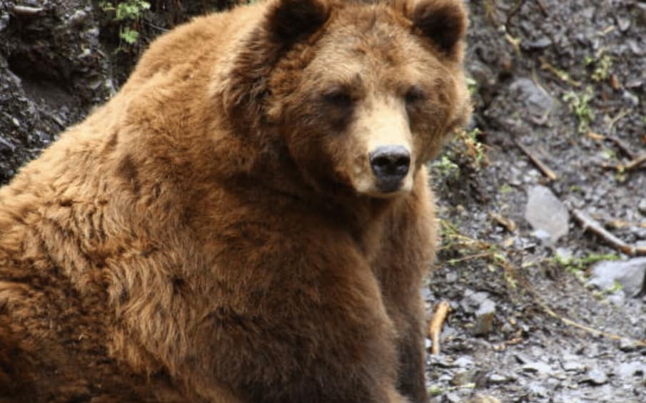 Picture 7 for Activity Sitka: Totem Poles, Raptor Centre, & Fortress of Bears Tour