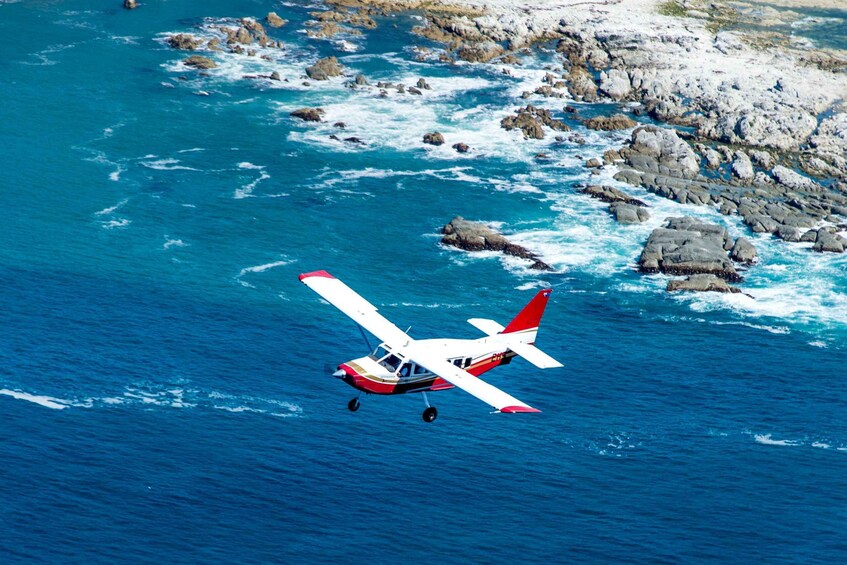 Picture 3 for Activity Kaikoura: 40-Minute Whale Watching Flight with Commentary