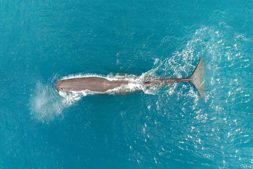 Kaikoura: 40-Minute Whale Watching Flight with Commentary