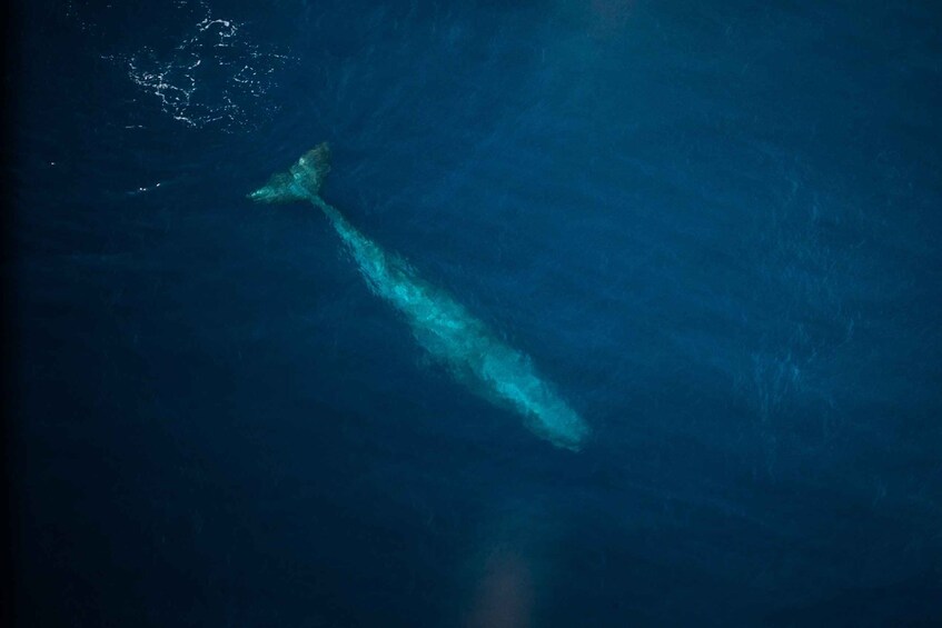 Picture 4 for Activity Kaikoura: 40-Minute Whale Watching Flight with Commentary